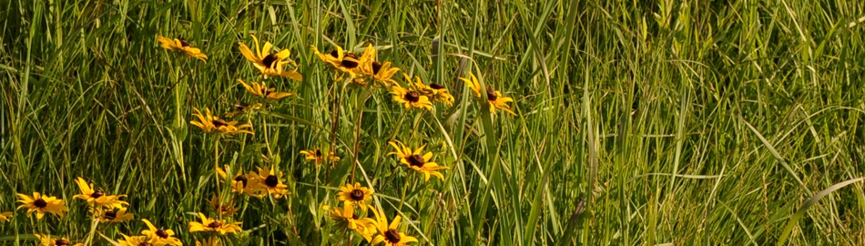 Wildflowers