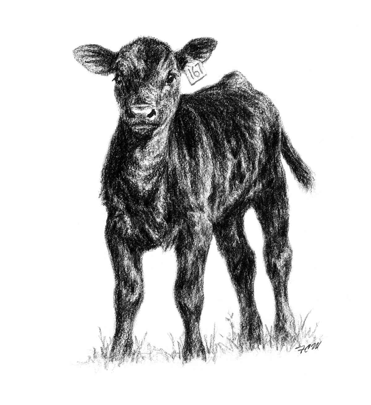 Calf 